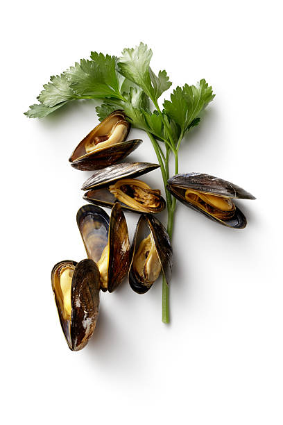 istock Seafood: Mussels and Parsley Isolated on White Background 629080318