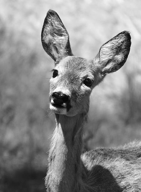 istock Close-Up Portrait Of Deer 629087309