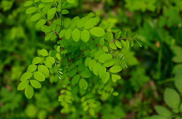 istock Close-Up Of Green Plants 629087313