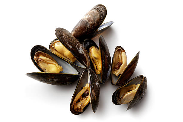 seafood: mussels isolated on white background - clam imagens e fotografias de stock