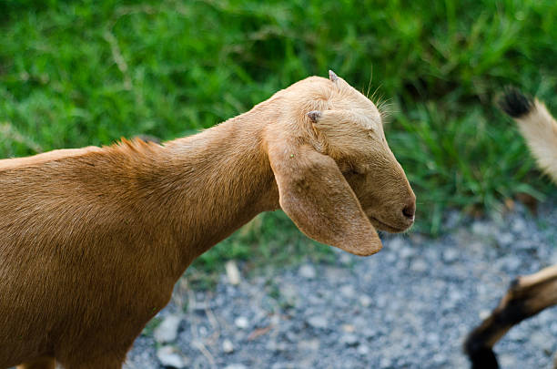 istock Group of goat on grasses places 629098720