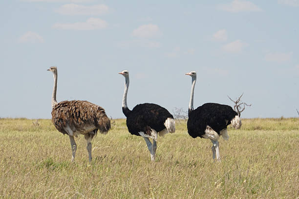 istock Ostriches in Africa 629099024