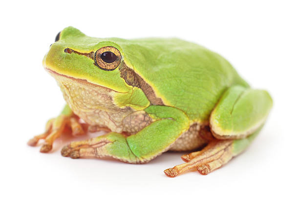 istock Green frog isollated. 629099026