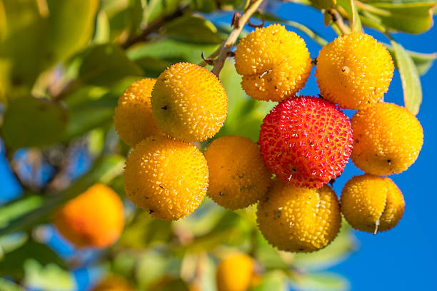 istock Wild mountain strawberry. Folium Arbuti 629099100