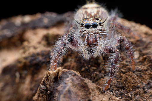 Super macro female Hyllus diardi or Jumping spider on rottedwood