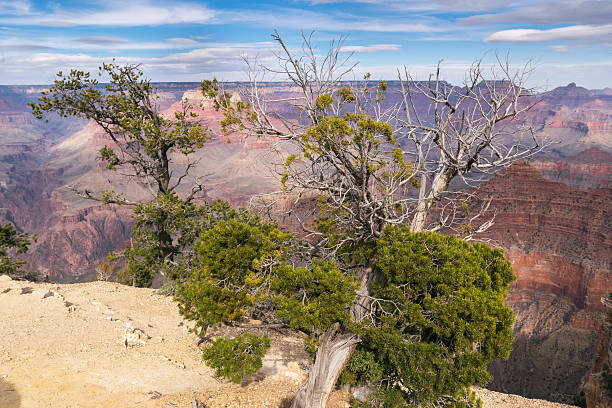 istock Impressive view over Grand Canyon 629099240