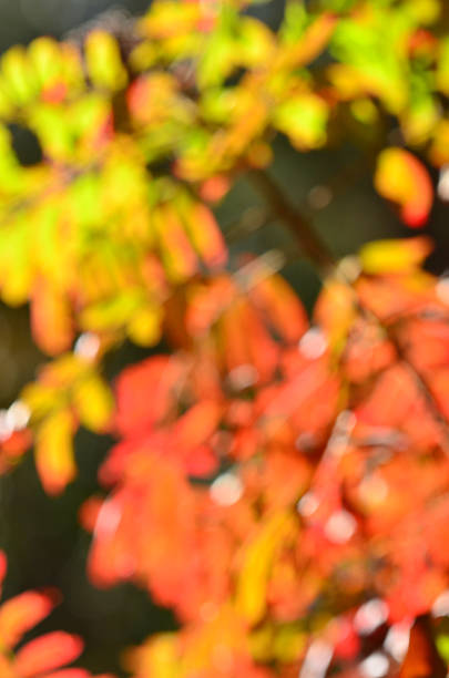 Defocused backlit Sumac leaves in green, yellow and hues