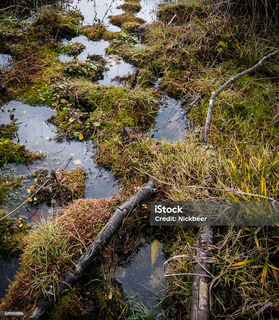 Natural Lagoon Seen In A Nature Reserve Stock Photo - Download Image Now - Peat  Bog, Animal Wildlife, Animals In The Wild - iStock