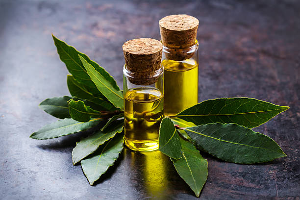 Natural bay laurel essential oil for beauty and spa Healthy lifestyle concept. Natural bay laurel essential oil, essence in glass bottle with leaves on a rusty black table for beauty, spa, therapy bay tree stock pictures, royalty-free photos & images