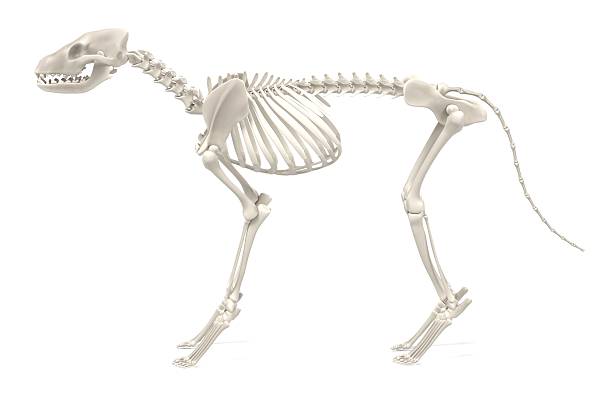 dog skeleton realistic 3d render of dog skeleton animal spine stock pictures, royalty-free photos & images