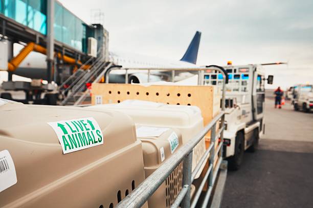 psy podróżujące samolotem - luggage ramp zdjęcia i obrazy z banku zdjęć