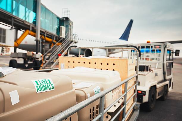 chiens voyageant en avion - airport airplane freight transportation transportation photos et images de collection