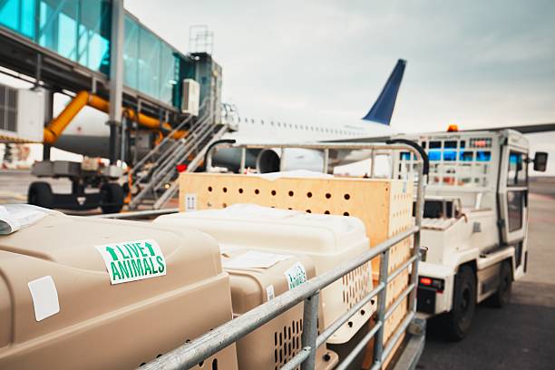 cães viajando de avião - caixa para transporte de animal de estimação - fotografias e filmes do acervo