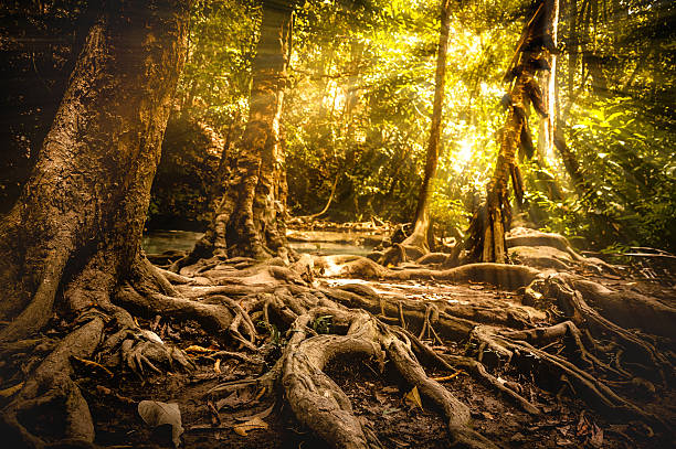 istock Golden autumn scene in a forest 629126246