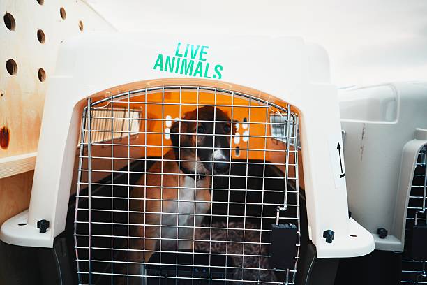 Dog traveling by airplane Dog traveling by airplane. Box with live animals at the airport. transportation cage stock pictures, royalty-free photos & images