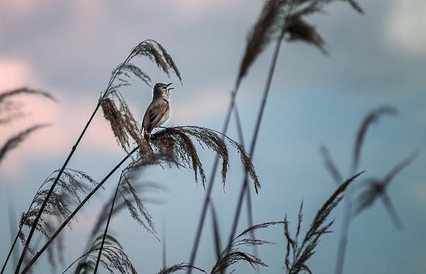 istock the bird sings evening song 629127110