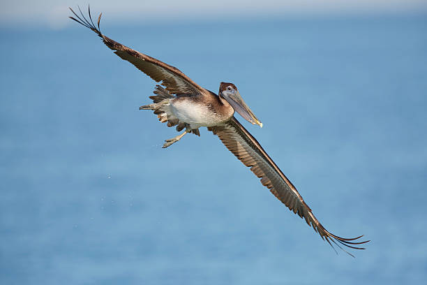 istock Immature Brown Pelican banking in flight - Florida 629128120