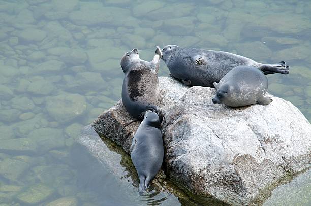 istock The Baikal seal nerpa 629129582