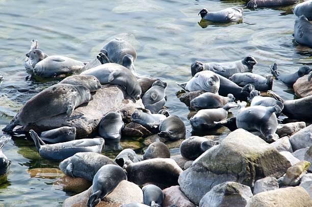 istock The Baikal seal nerpa 629130216