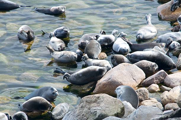 istock The Baikal seal nerpa 629130342
