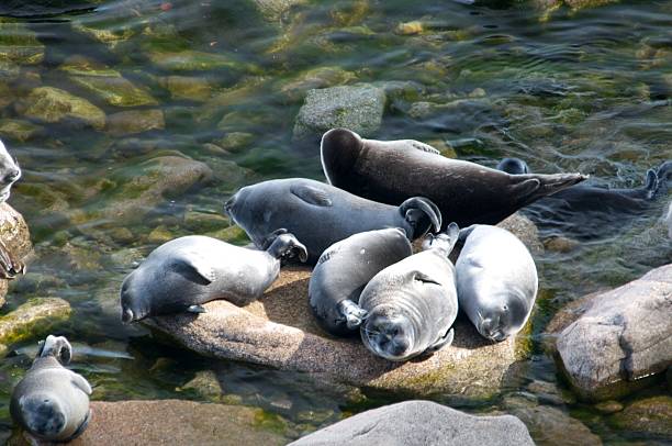 istock The Baikal seal nerpa 629130452