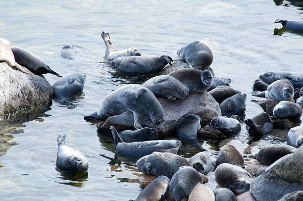 The Baikal seal nerpa bask in the sun
