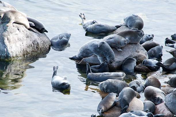 istock The Baikal seal nerpa 629130704