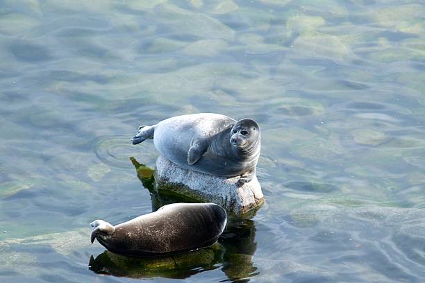 istock The Baikal seal nerpa 629130822