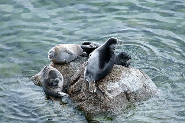 istock The Baikal seal nerpa 629130924