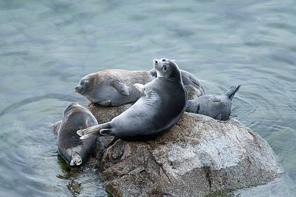 The Baikal seal nerpa stock photo