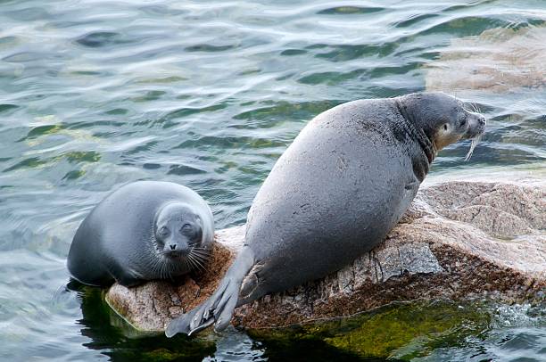 istock The Baikal seal nerpa 629131034