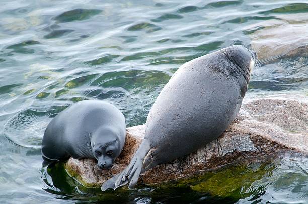 istock The Baikal seal nerpa 629131092