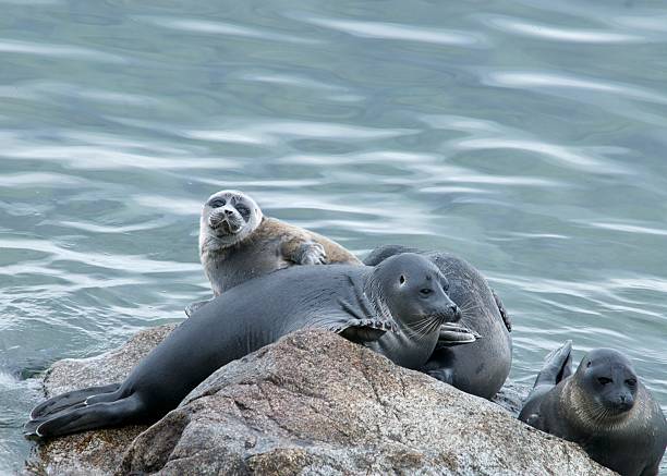 The Baikal seal nerpa