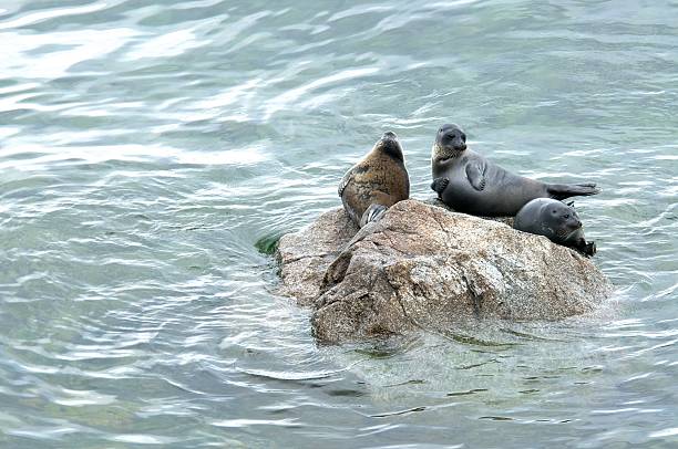 istock The Baikal seal nerpa 629131252
