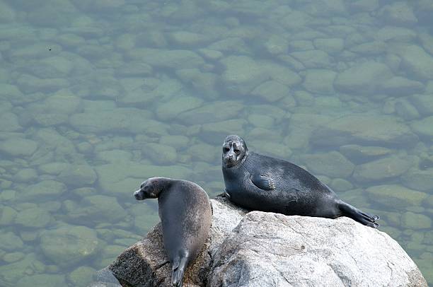 istock The Baikal seal nerpa 629142292