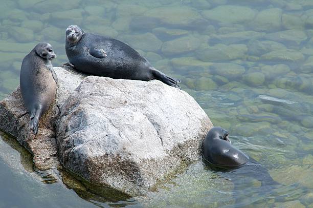 istock The Baikal seal nerpa 629142504