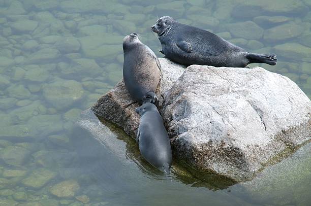 istock The Baikal seal nerpa 629142606