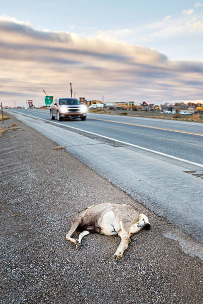 istock Dead deer hit by a car lying by the road, 629142702