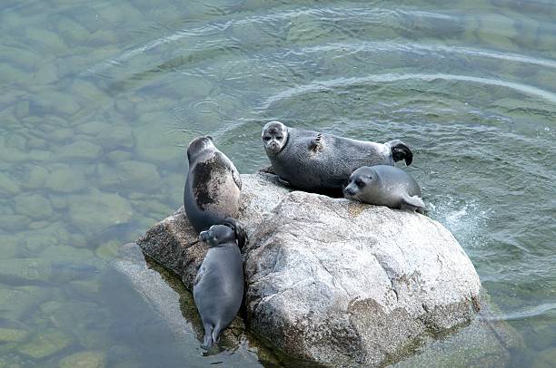 istock The Baikal seal nerpa 629142776
