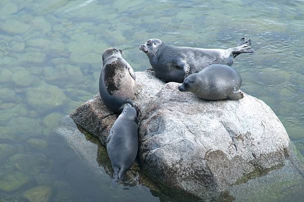 istock The Baikal seal nerpa 629142888