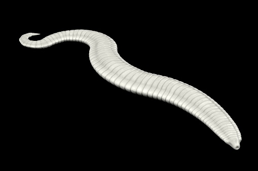 realistic 3d render of pinworm