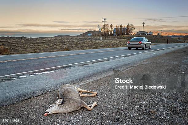 Dead Deer Hit By A Car Lying By The Road-foton och fler bilder på Hjort - Hjort, Bil, Djur