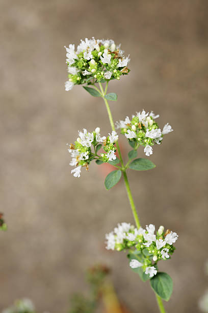 orégano, origanum vulgare - herb garden healthy eating freshness marjoram - fotografias e filmes do acervo