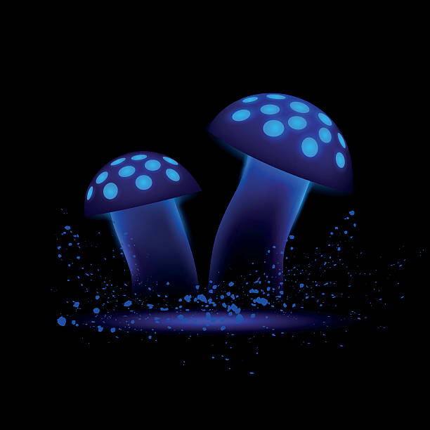 블루 네온 버섯. 검은 색 배경에 빛나는 마법 과목. - 독우산광대버섯 이미지 stock illustrations