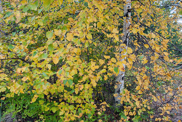White birch in Autumn, Marquette County, Michigan, USA Autumn finery of white birch, Marquette County, Michigan, USA birch gold group reviews us stock pictures, royalty-free photos & images