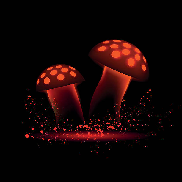 붉은 네온 버섯. 검은 색 배경에 빛나는 마법 과목. - 독우산광대버섯 stock illustrations