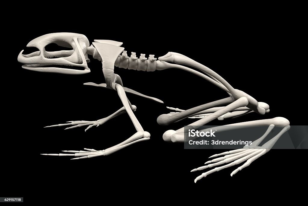 Toad Spine Toad Skeleton Stock Photo - Download Image Now - Amphibian, Anatomy ...