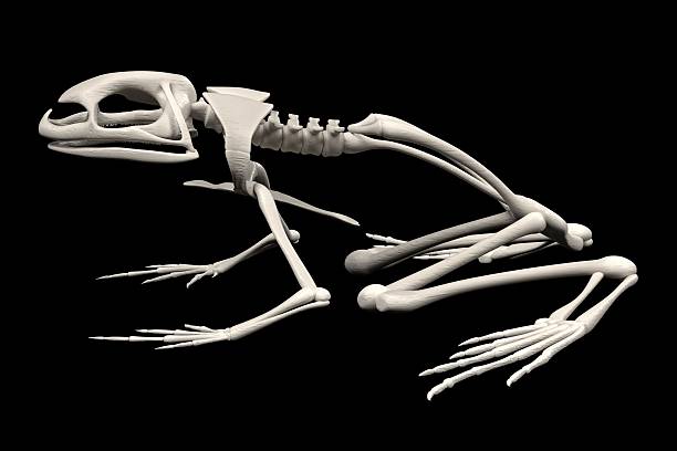 Toad Scull 130+ Toad Skeleton Stock Photos, Pictures & Royalty-Free Images - iStock