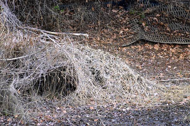 istock Nest of Gray Heron 629163150