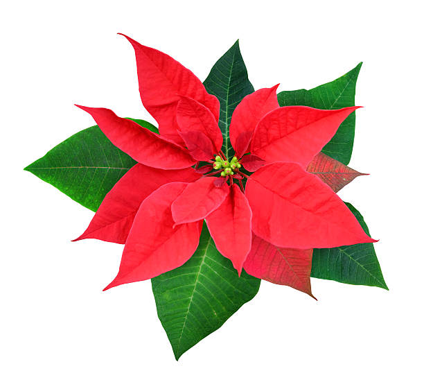 istock Poinsettia. 629169260